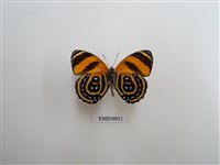 藏品(蛺蝶科-南美洲(一))的圖片